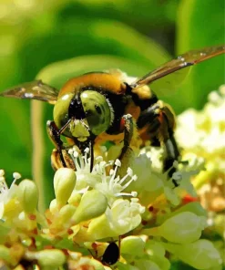 Bee Eyes Diamond Painting