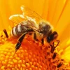 Bee On Sunflower Diamond Painting