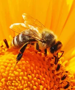 Bee On Sunflower Diamond Painting