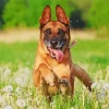 Belgian Malinois Dog Diamond Painting