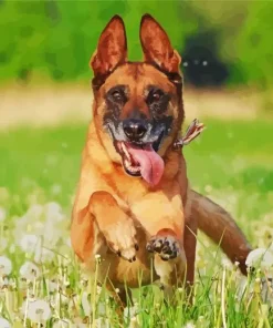 Belgian Malinois Dog Diamond Painting