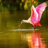 Big Pink Bird Diamond Painting