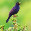 Bird Singing Diamond Painting