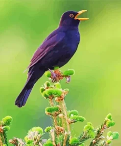 Bird Singing Diamond Painting