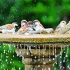 Birds Bath Diamond Painting