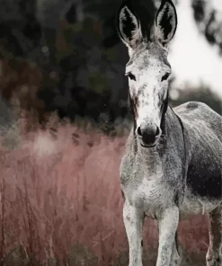 Black And White Donkey Diamond Painting