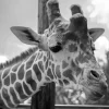 Black And White Giraffe Diamond Painting