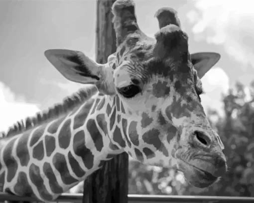 Black And White Giraffe Diamond Painting