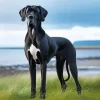 Black And White Great Dane Diamond Painting