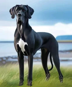 Black And White Great Dane Diamond Painting