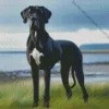 Black And White Great Dane Diamond Painting