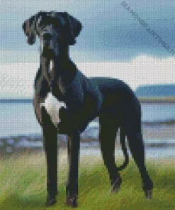 Black And White Great Dane Diamond Painting