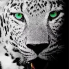 Black And White Leopard Diamond Painting