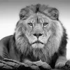 Black And White Lion Diamond Painting