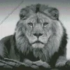 Black And White Lion Diamond Painting