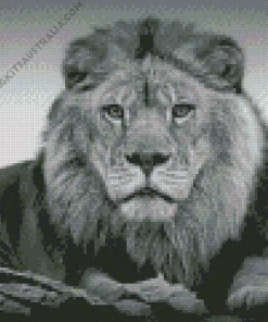 Black And White Lion Diamond Painting