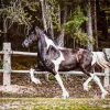 Black And White Pinto Horse Diamond Painting