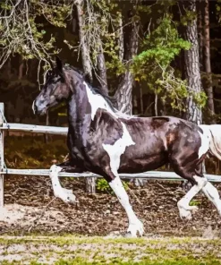 Black And White Pinto Horse Diamond Painting