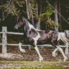 Black And White Pinto Horse Diamond Painting