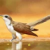 Black Billed Cuckoo Diamond Painting