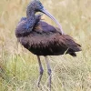 Black Ibis Bird Diamond Painting