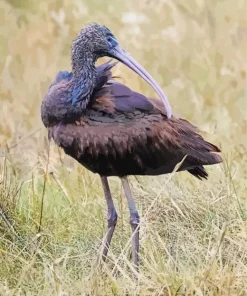 Black Ibis Bird Diamond Painting