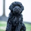 Black Mini Labradoodle Diamond Painting