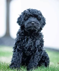 Black Mini Labradoodle Diamond Painting