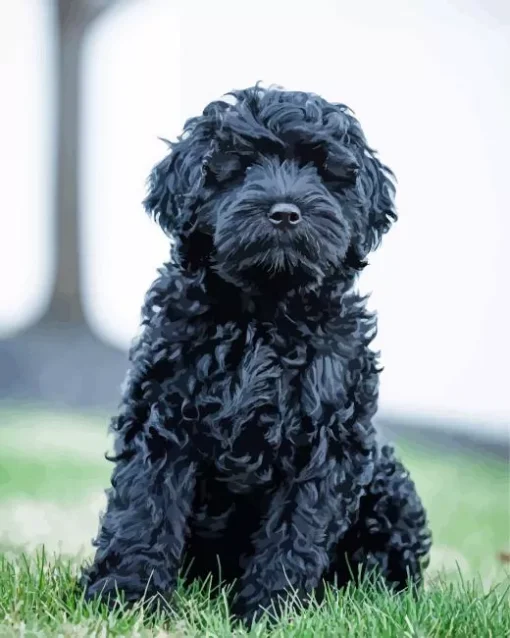 Black Mini Labradoodle Diamond Painting