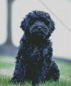 Black Mini Labradoodle Diamond Painting