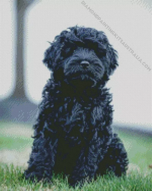 Black Mini Labradoodle Diamond Painting