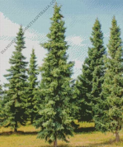 Black Spruce Tree Diamond Painting