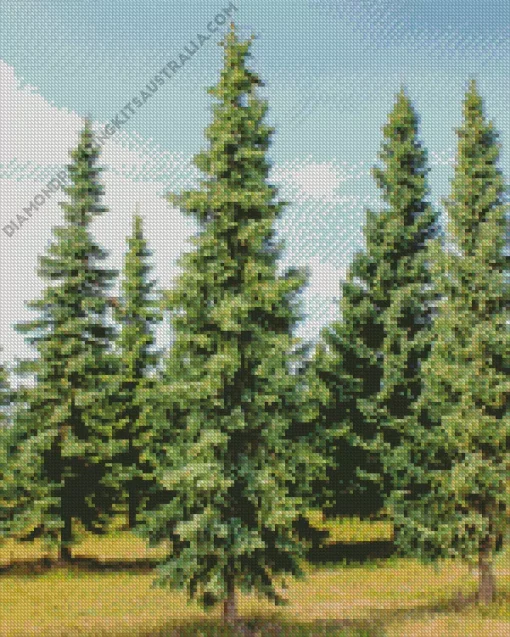 Black Spruce Tree Diamond Painting