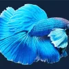 Blue Betta Fish Diamond Painting