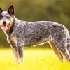 Blue Heeler Dog Diamond Painting