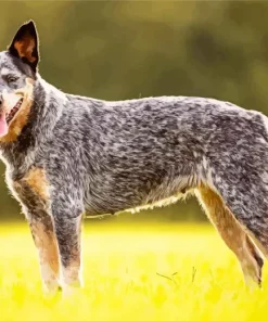 Blue Heeler Dog Diamond Painting