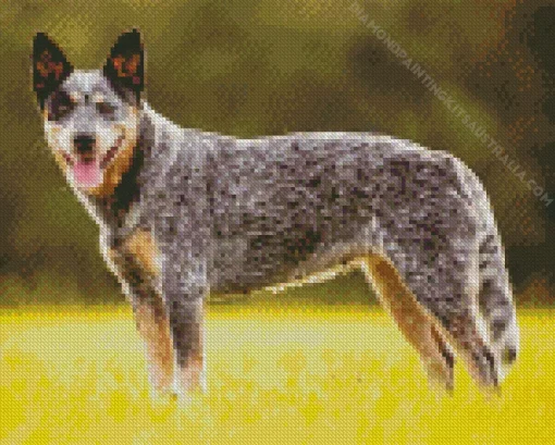 Blue Heeler Dog Diamond Painting