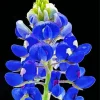 Blue Lupine Flower Diamond Painting