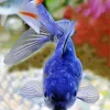 Blue Oranda Fish Diamond Painting