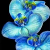 Blue Orchid Diamond Painting