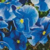 Blue Pansy Flowers Diamond Painting