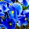 Blue Pansy Flowers Diamond Painting