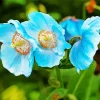 Blue Poppies Flowers Diamond Painting