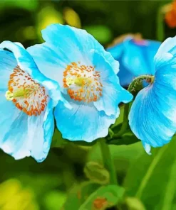 Blue Poppies Flowers Diamond Painting