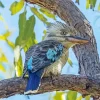 Blue Winged Kookaburra Diamond Painting