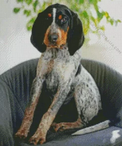 Bluetick Coonhound Dog Diamond Painting