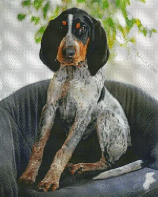 Bluetick Coonhound Dog Diamond Painting