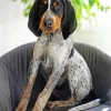 Bluetick Coonhound Dog Diamond Painting