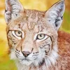 Bobcat Face Diamond Painting