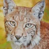 Bobcat Face Diamond Painting